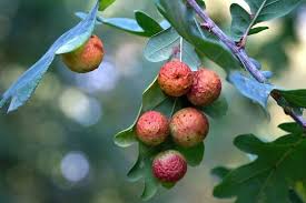 Attēlu rezultāti vaicājumam “Cynips quercusfolii”