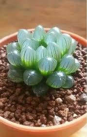 Image result for Haworthia