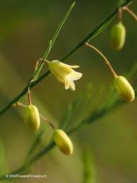 Attēlu rezultāti vaicājumam “Asparagus officinalis leaf”