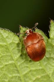 Attēlu rezultāti vaicājumam “Cychramus luteus”