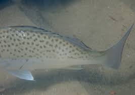 Image result for Pomadasys commersonnii