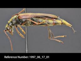 Attēlu rezultāti vaicājumam “Cerambycidae”