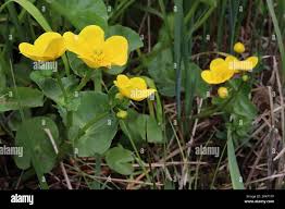 Attēlu rezultāti vaicājumam “Caltha palustris leaf”