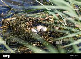 Attēlu rezultāti vaicājumam “Podiceps cristatus nest”