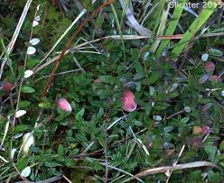 Attēlu rezultāti vaicājumam “Oxycoccus leaf”