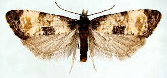 Attēlu rezultāti vaicājumam “Cochylis dubitana”