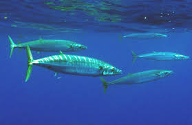 Image result for Diplodus helenae