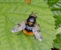 Attēlu rezultāti vaicājumam “Volucella bombylans”