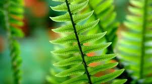 Attēlu rezultāti vaicājumam “Podostroma leucopus”