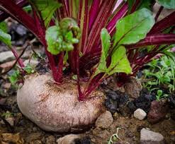 Image result for Beta vulgaris