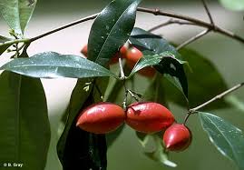 Attēlu rezultāti vaicājumam “Poa nemoralis fruit”