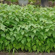 Image result for Buschbohnen