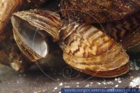 Attēlu rezultāti vaicājumam “Dreissena polymorpha”