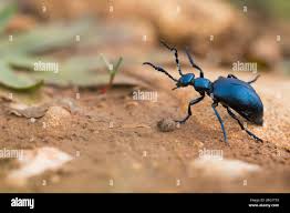 Attēlu rezultāti vaicājumam “Pyrochroidae imago”