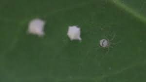 Attēlu rezultāti vaicājumam “Paidiscura pallens eggs”