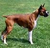 Adopt a Boxer | Dog Breeds | Petfinder