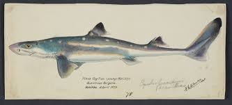 Image result for Squalus acanthias