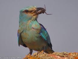 Attēlu rezultāti vaicājumam “Coracias garrulus adult”
