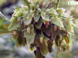 Attēlu rezultāti vaicājumam “Rumex obtusifolius fruit”