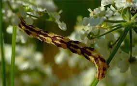 Attēlu rezultāti vaicājumam “Eupithecia centaureata”