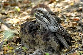 Attēlu rezultāti vaicājumam “Caprimulgus europaeus eggs”