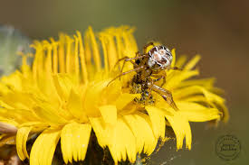 Attēlu rezultāti vaicājumam “Phylloneta sp.”