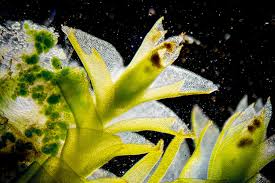 Attēlu rezultāti vaicājumam “Tritomaria exsectiformis”