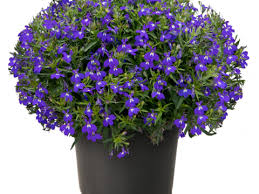 Image result for Lobelia erinus