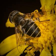 Attēlu rezultāti vaicājumam “Syrphidae”