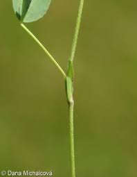 Attēlu rezultāti vaicājumam “Trifolium spadiceum”