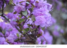 Attēlu rezultāti vaicājumam “Rhododendron sichotense flower”