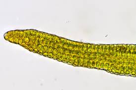 Attēlu rezultāti vaicājumam “Didymodon rigidulus”