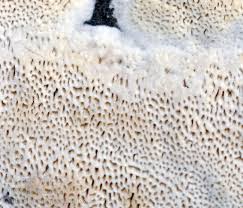 Attēlu rezultāti vaicājumam “Antrodia sinuosa”