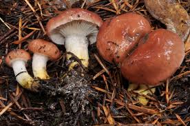 Attēlu rezultāti vaicājumam “Gomphidius roseus”