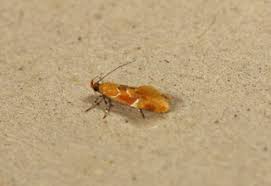 Attēlu rezultāti vaicājumam “Epicallima formosella”