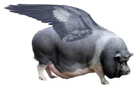 Image result for flying pigs