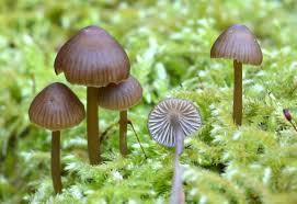 Attēlu rezultāti vaicājumam “Mycena stipata”
