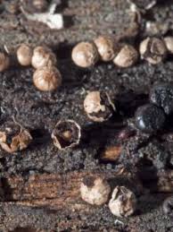 Attēlu rezultāti vaicājumam “Diderma radiatum”