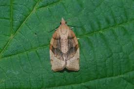 Attēlu rezultāti vaicājumam “Pandemis cerasana”