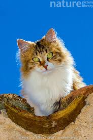 Attēlu rezultāti vaicājumam “Felis silvestris catus”