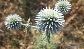 Attēlu rezultāti vaicājumam “Echinops sphaerocephalus leaf”