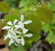 Attēlu rezultāti vaicājumam “Amelanchier spicata fruit”