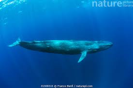 Image result for Balaenoptera musculus
