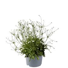 Attēlu rezultāti vaicājumam “Androsace septentrionalis”