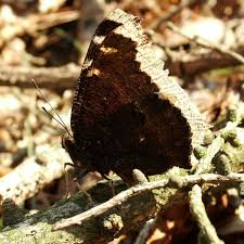 Attēlu rezultāti vaicājumam “Nymphalis antiopa underside”