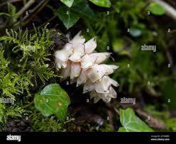 Attēlu rezultāti vaicājumam “Lathraea squamaria bud”