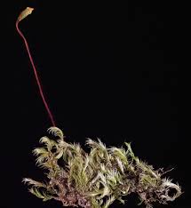 Attēlu rezultāti vaicājumam “Homomallium incurvatum”