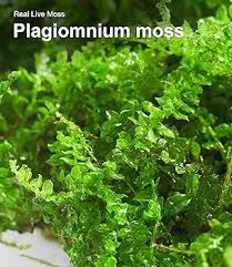 Attēlu rezultāti vaicājumam “Plagiomnium”