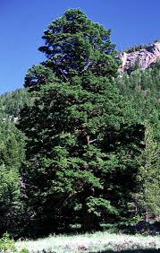 Attēlu rezultāti vaicājumam “Pseudotsuga menziesii var. glauca”