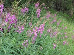 Attēlu rezultāti vaicājumam “Epilobium angustifolium leaf”
